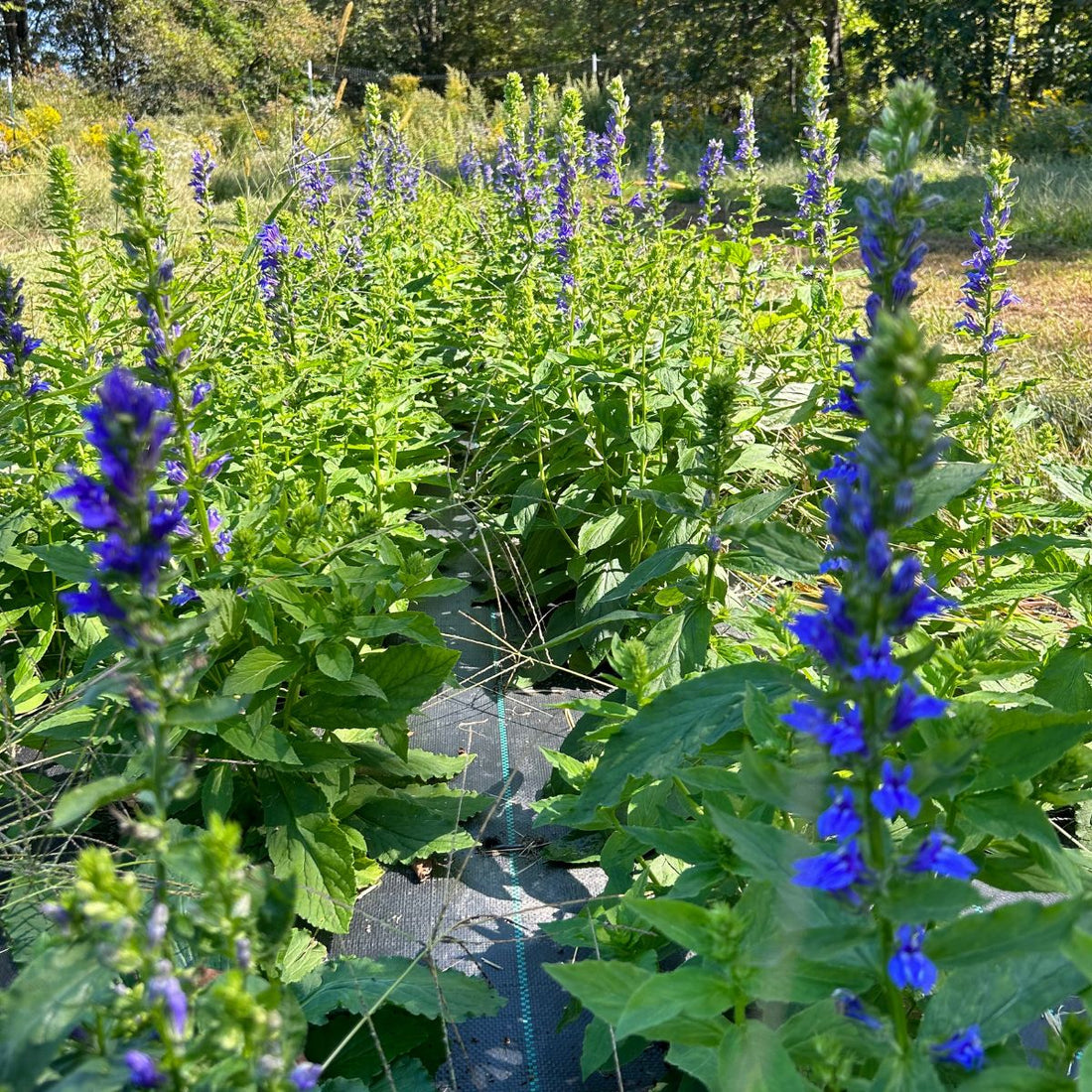 Great Blue Lobelia - PollinateHV Local Ecotype Seedlings