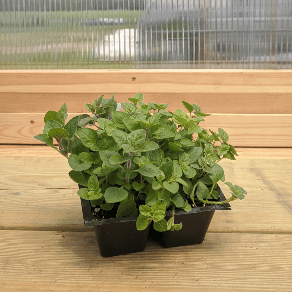 Greek Oregano Seedlings – Hudson Valley Seed Company