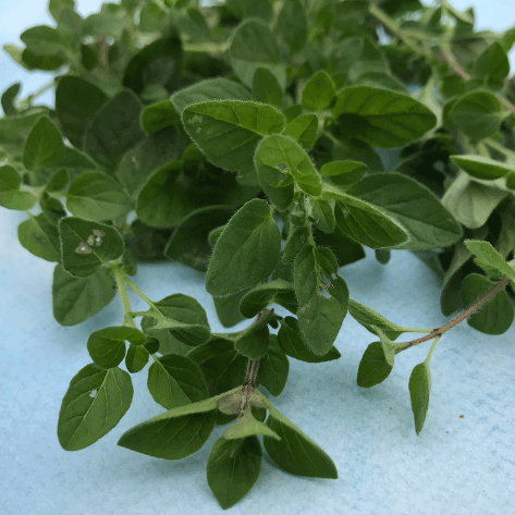 1000 Organic Italian Oregano Seeds - Everwilde Farms - Heirloom Herb For Planting In Mylar Packet