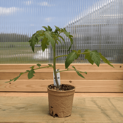 Green Zebra Tomato Seedlings