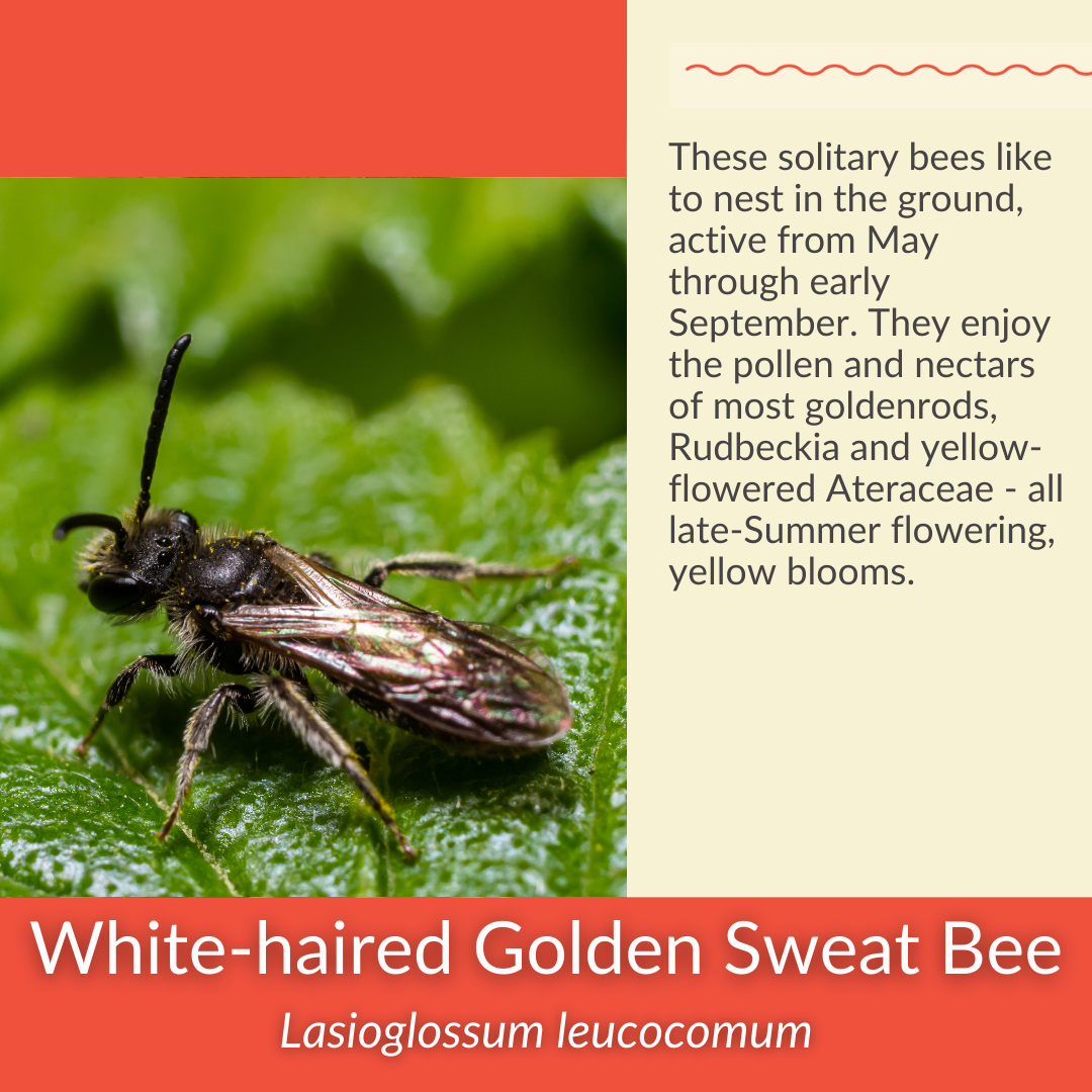 Grey Goldenrod - PollinateHV Local Ecotype