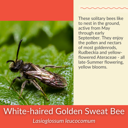 Grey Goldenrod - PollinateHV Local Ecotype