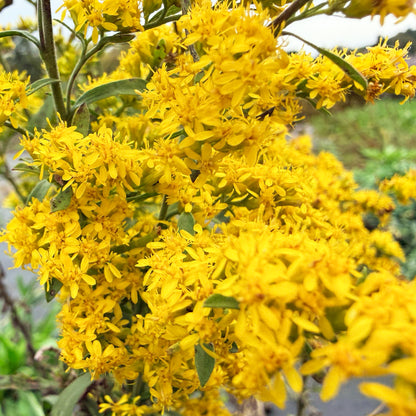 Grey Goldenrod flowers from Hudson Valley Seed Co., showcasing clusters of grey and goldenrod-colored blooms in natural setting.