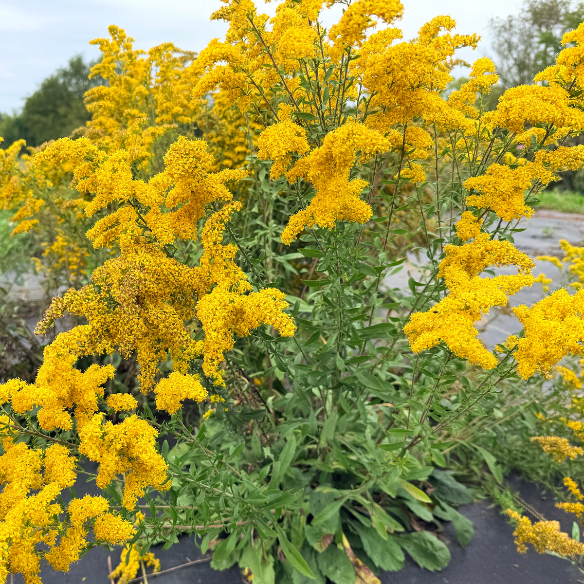 Grey Goldenrod flower from Hudson Valley Seed Co., showcasing its yellow-green blooms and tall, airy flower clusters.