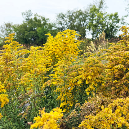 Grey Goldenrod flower from Hudson Valley Seed Co., showcasing vibrant grey and goldenrod-colored blooms in a natural setting.