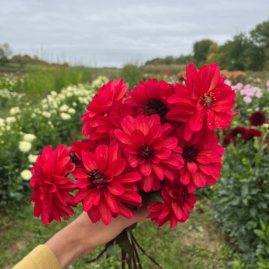 Groovy Dahlia