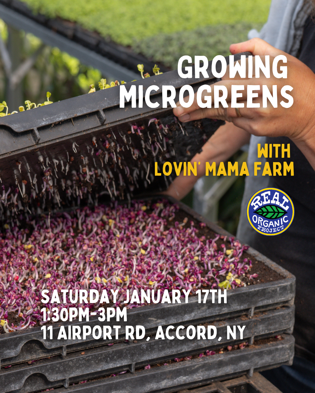 Growing Microgreens with Corinne Hansch of Lovin&