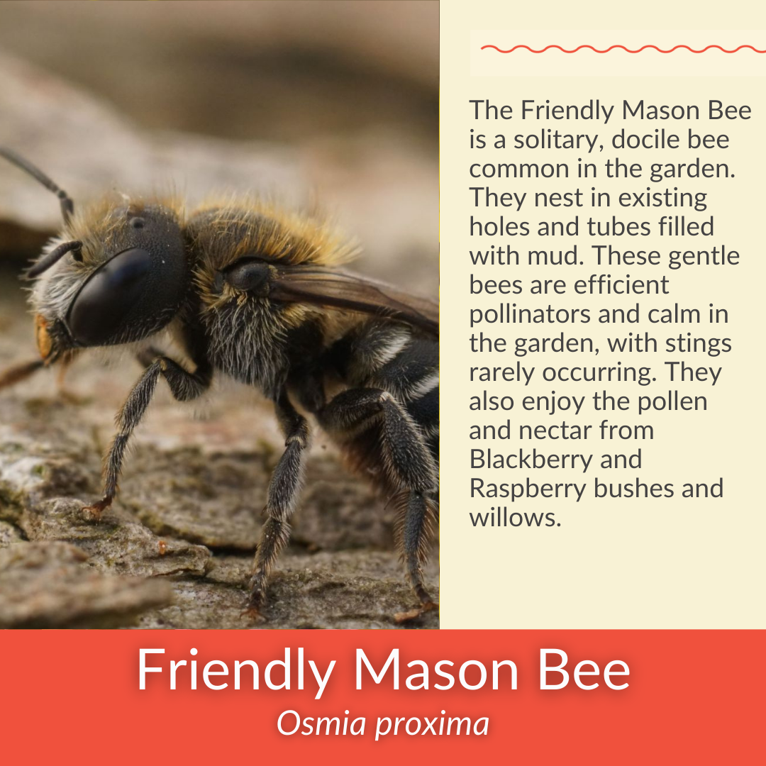 Hairy Beardtongue - PollinateHV Local Ecotype