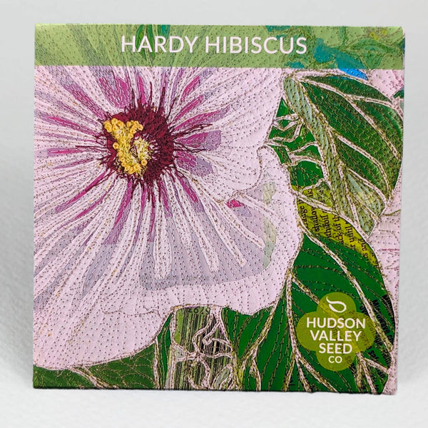 Hardy Hibiscus Seedlings