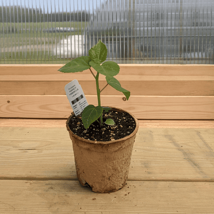 can you plant hardy hibiscus in a pot Hardy Hibiscus Seedlings