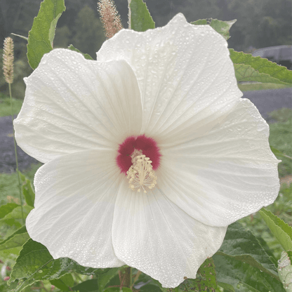 Hardy Hibiscus