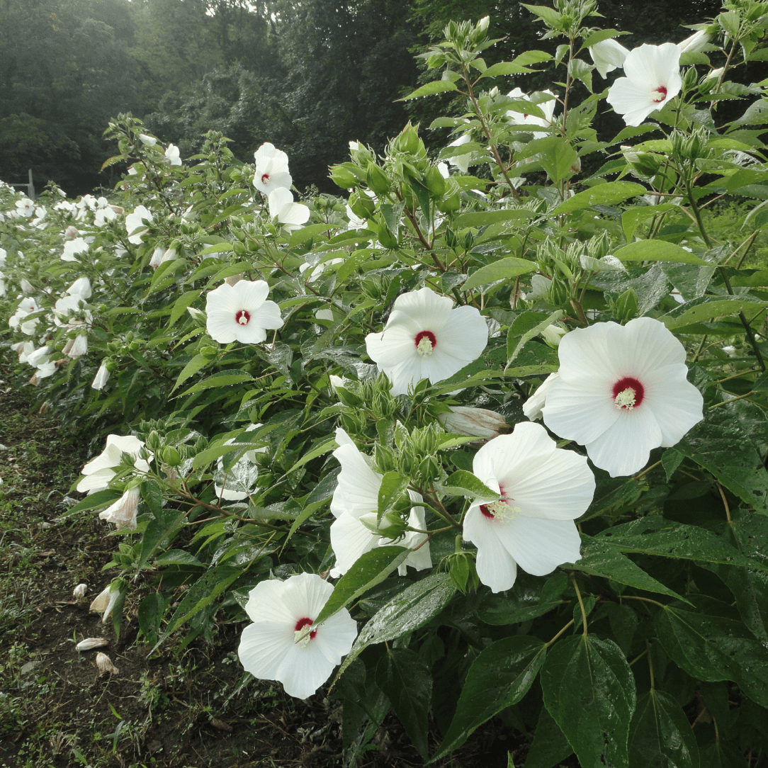 Hardy Hibiscus Seedlings