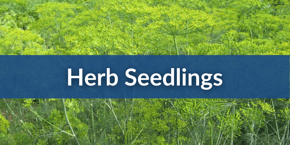 Herb Seedling Sales Mobile (1).png__PID:b706525c-95a2-4d82-a38a-ae5c8316b305