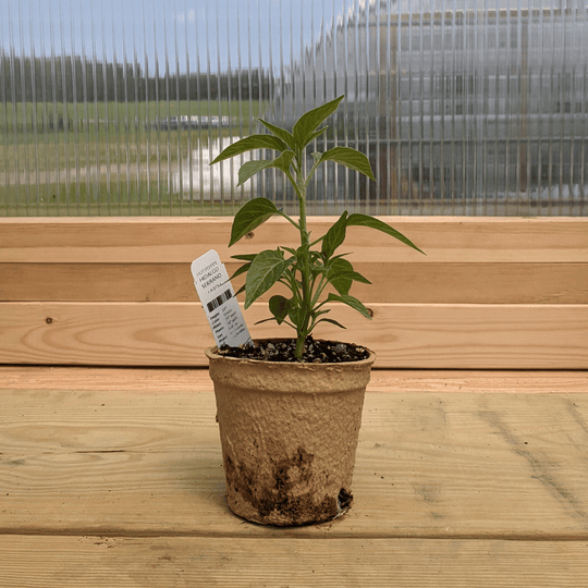 Hidalgo Serrano Hot Pepper Seedlings