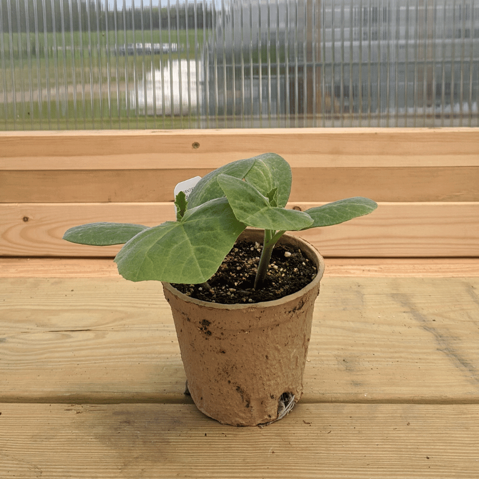 Honeynut Squash Seedlings