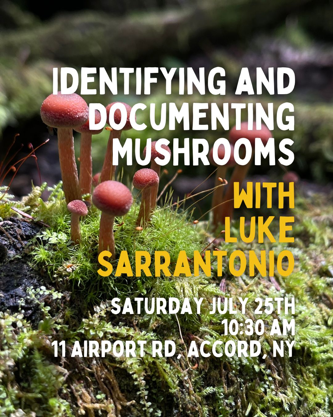 ID &amp; Documenting Mushroom Walk with Luke Sarrantonio 7/25 - 10:30AM