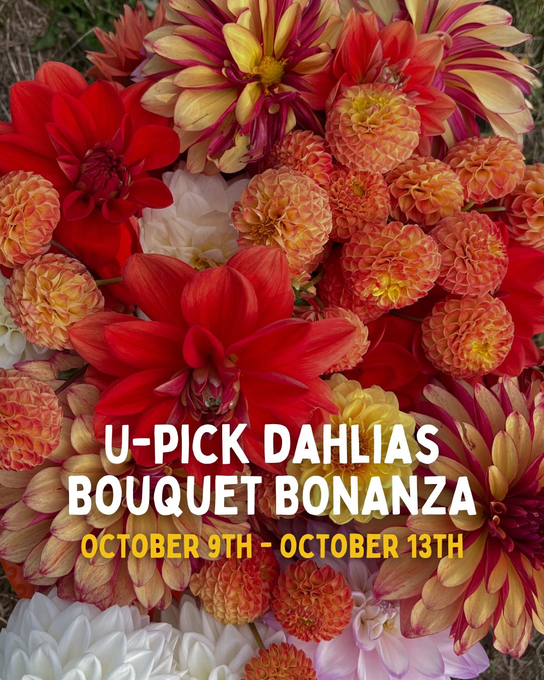 U Pick Dahlia - Bouquet Bonanza! 10/9 thru 10/13
