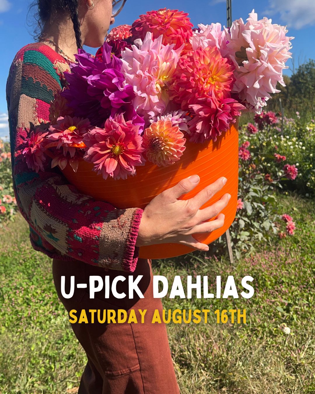 U-Pick Dahlia Bouquets 8/16/2025