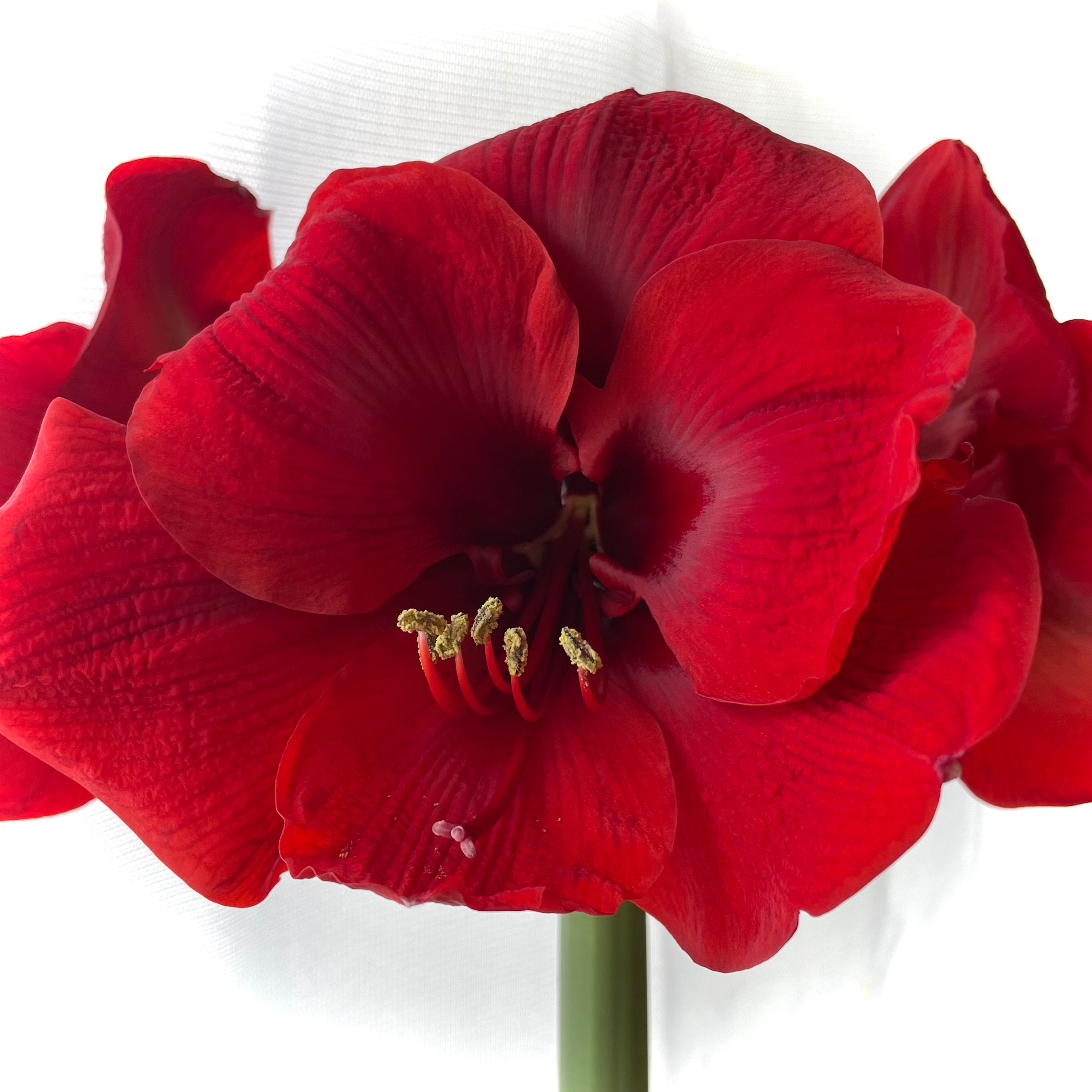 Dutch Amaryllis &