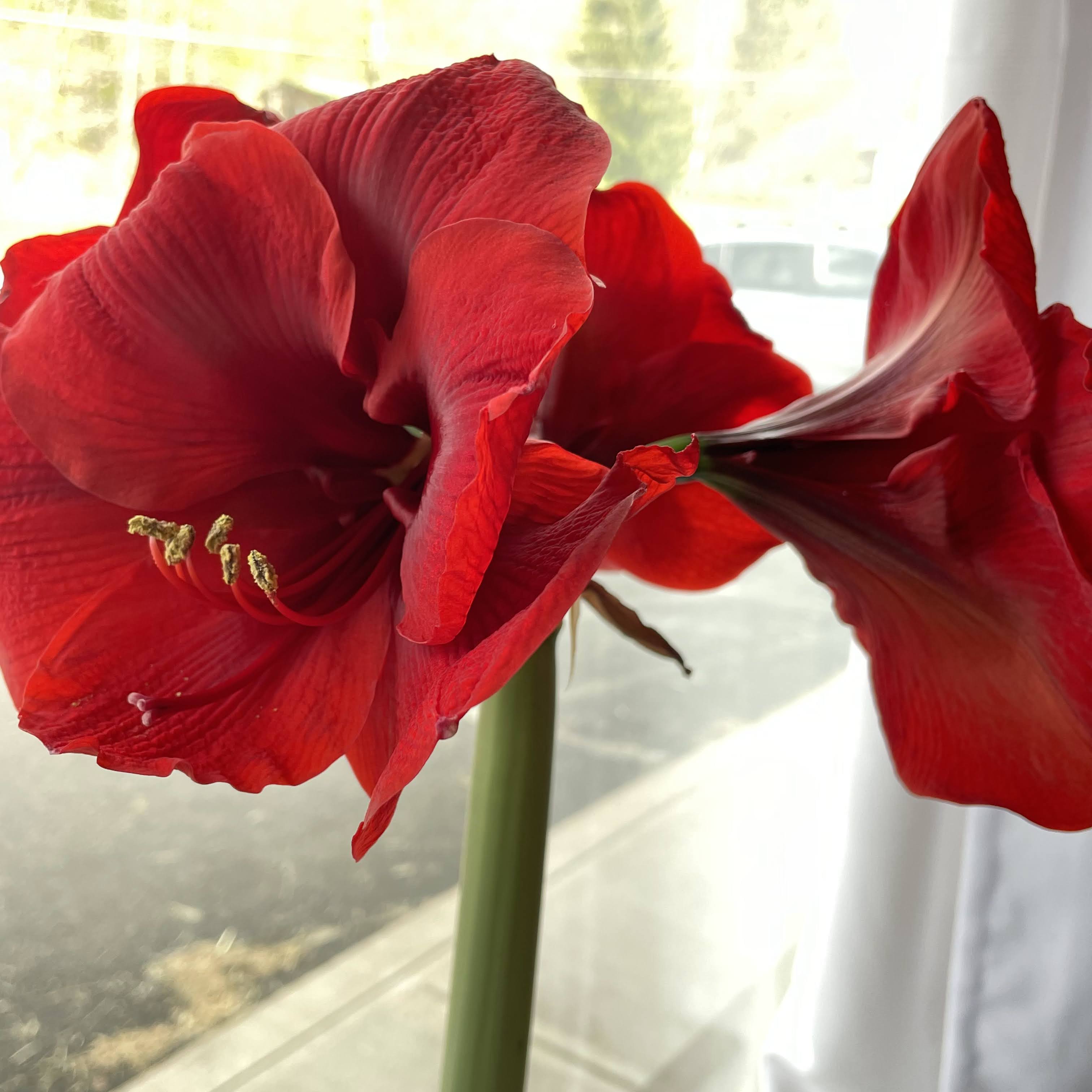 Dutch Amaryllis &