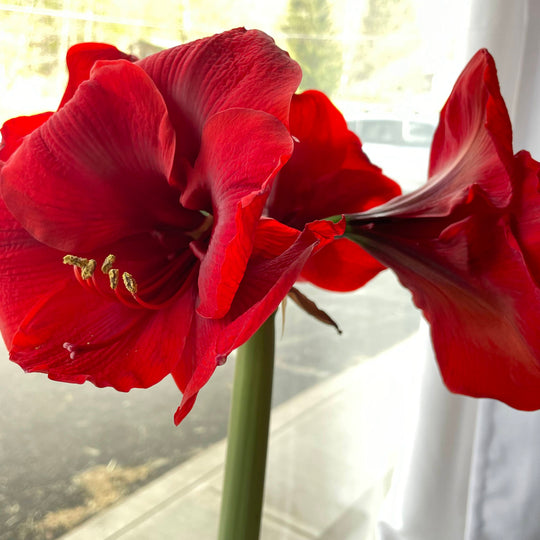 Dutch Amaryllis 'Red Lion'