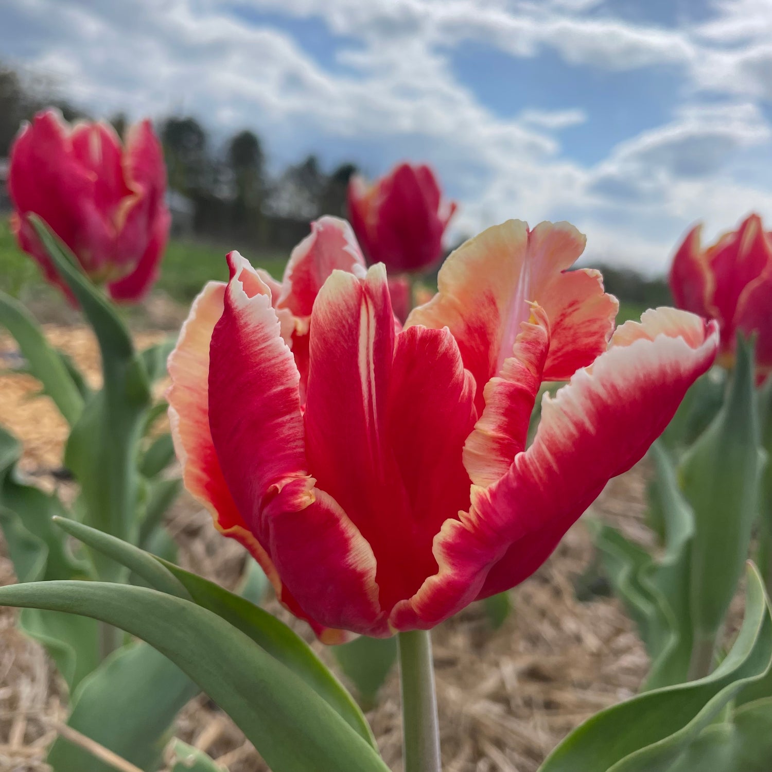 Tulip &
