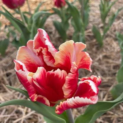 Tulip &