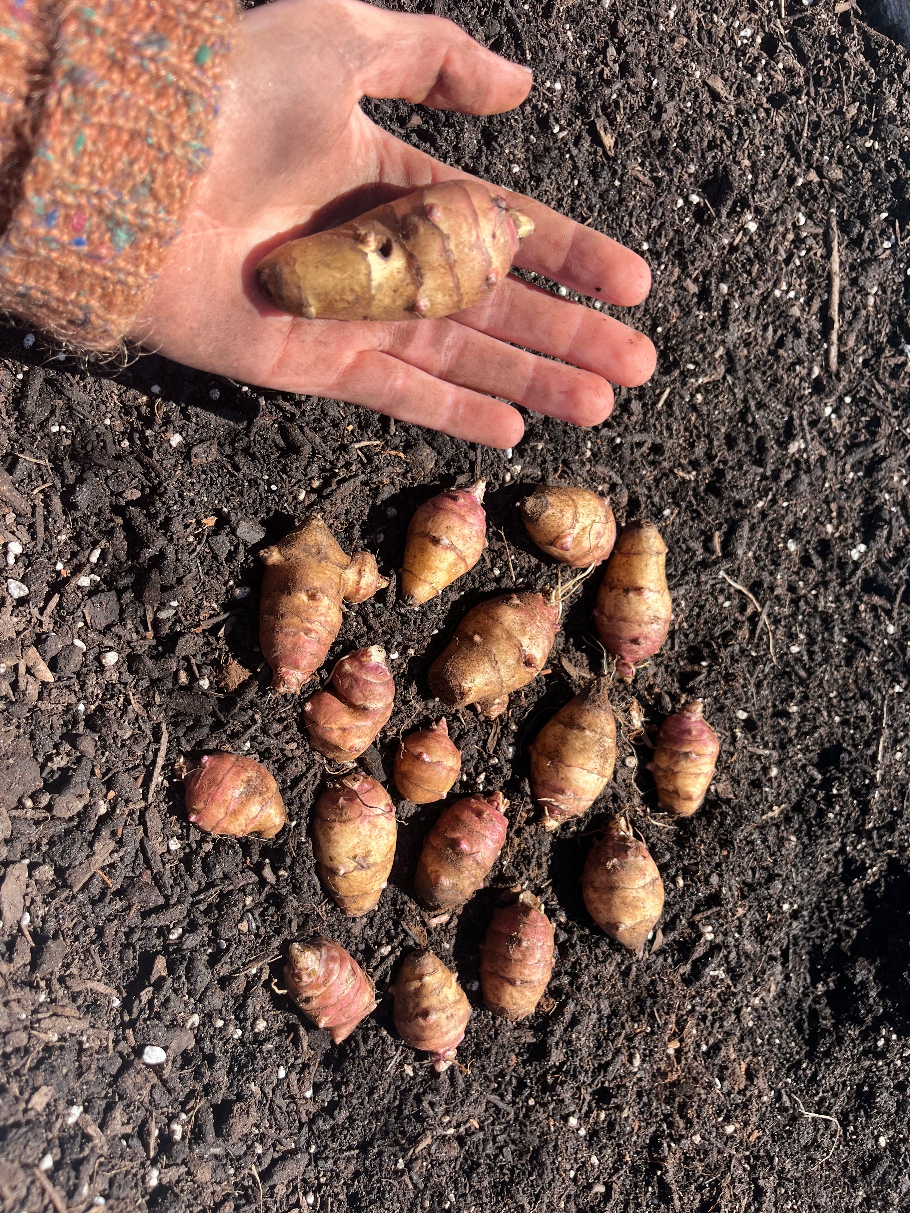 Beaver Valley Sunchoke