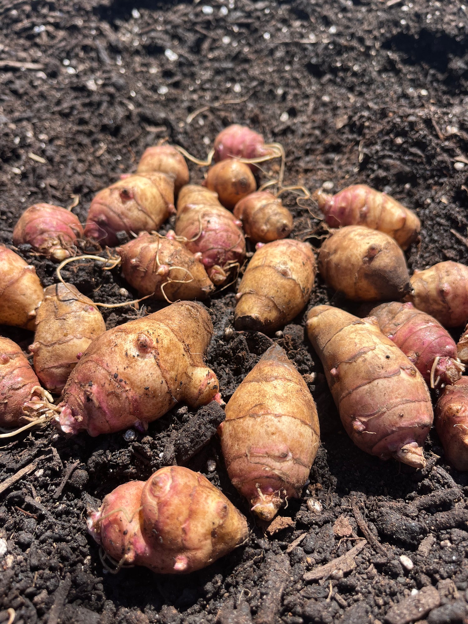 Beaver Valley Sunchoke