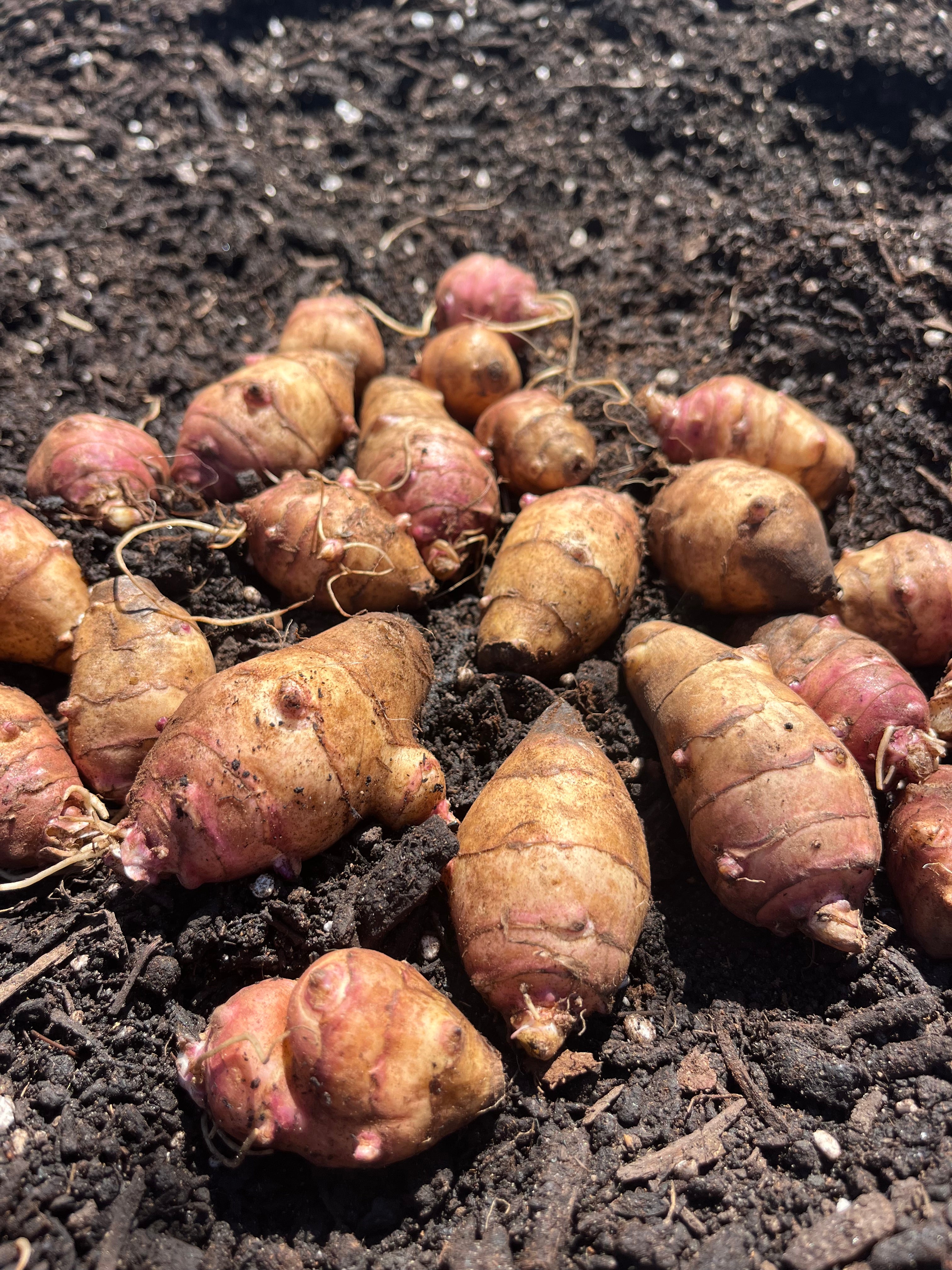 Beaver Valley Sunchoke
