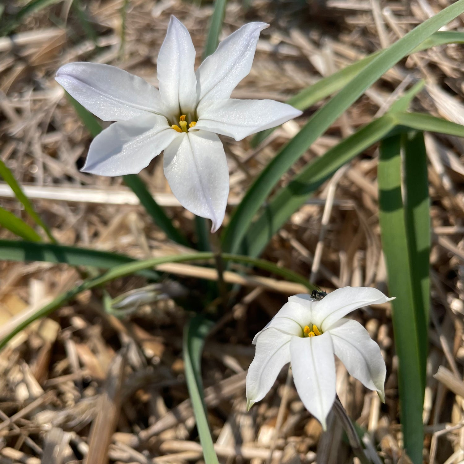 Ipheion uniflorum &