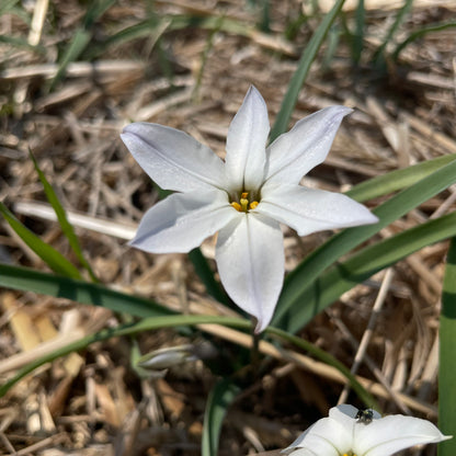 Ipheion uniflorum &