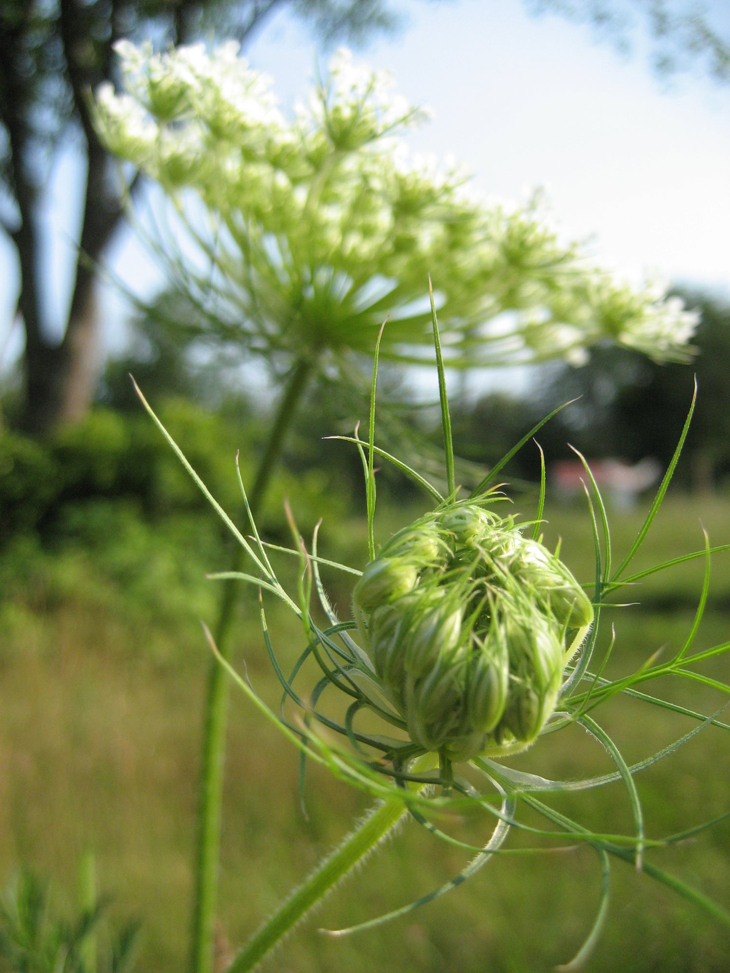 bishops flower seeds Bishop's Lace Flower 300 Seeds