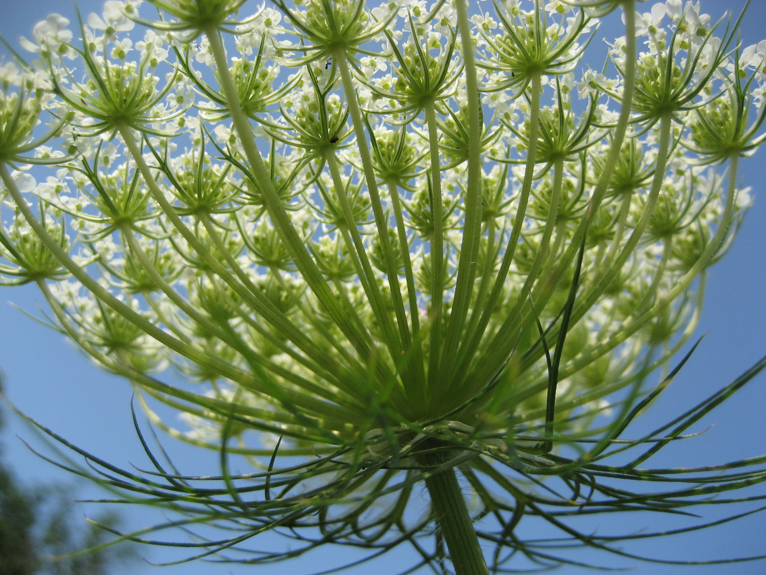 bishop flower seeds Bishop's Lace Flower 300 Seeds