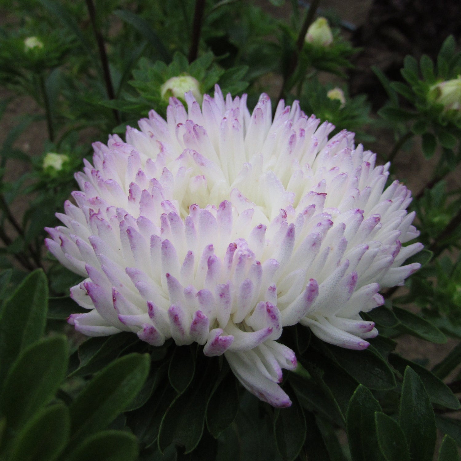 Tiger Paw Aster