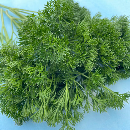 Menuette Parsley