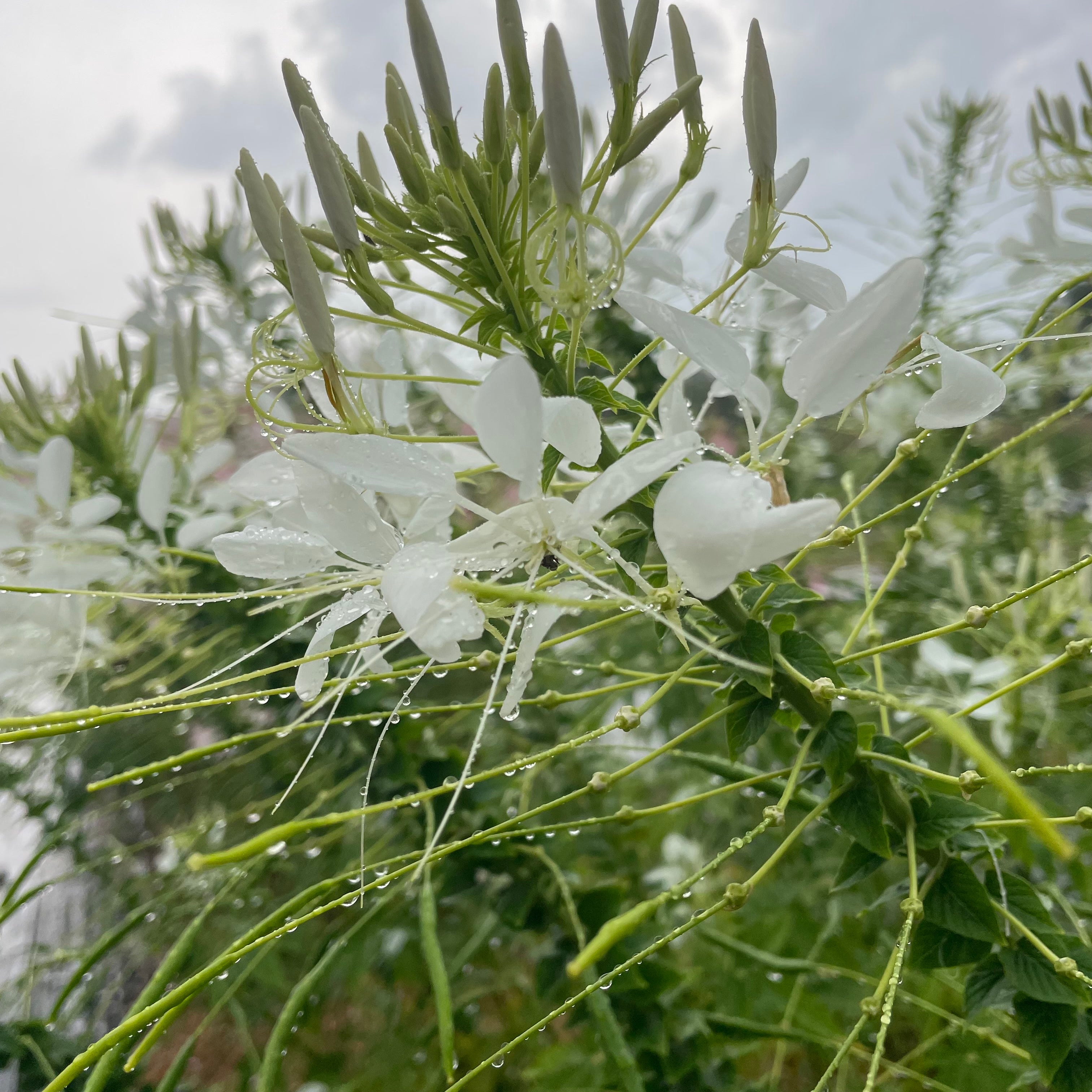 White Queen Cleome