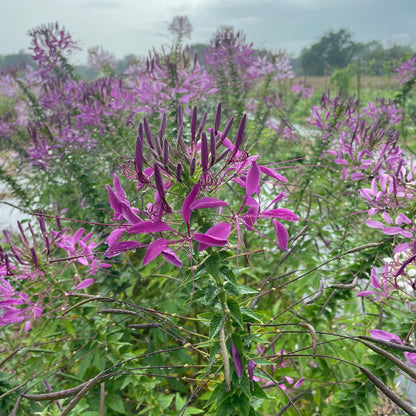 Mauve Queen Cleome Seedlings