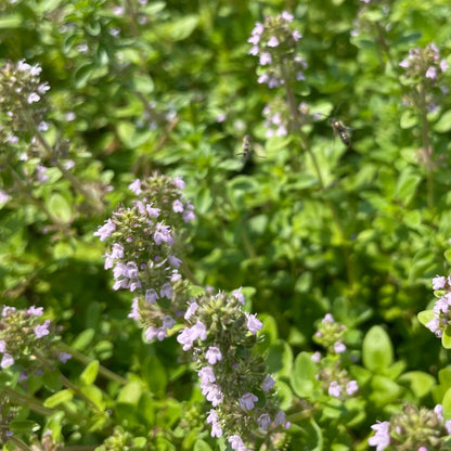 thyme garden seed company Creeping Thyme