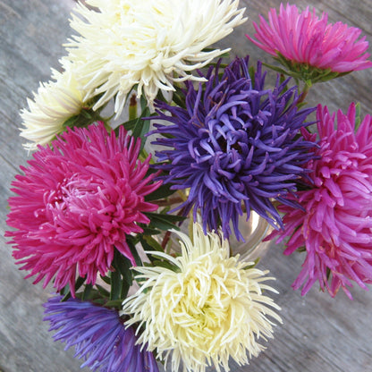 Tiger Paw Aster