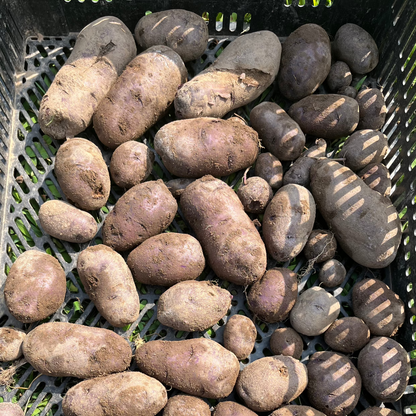 All Blue Potato