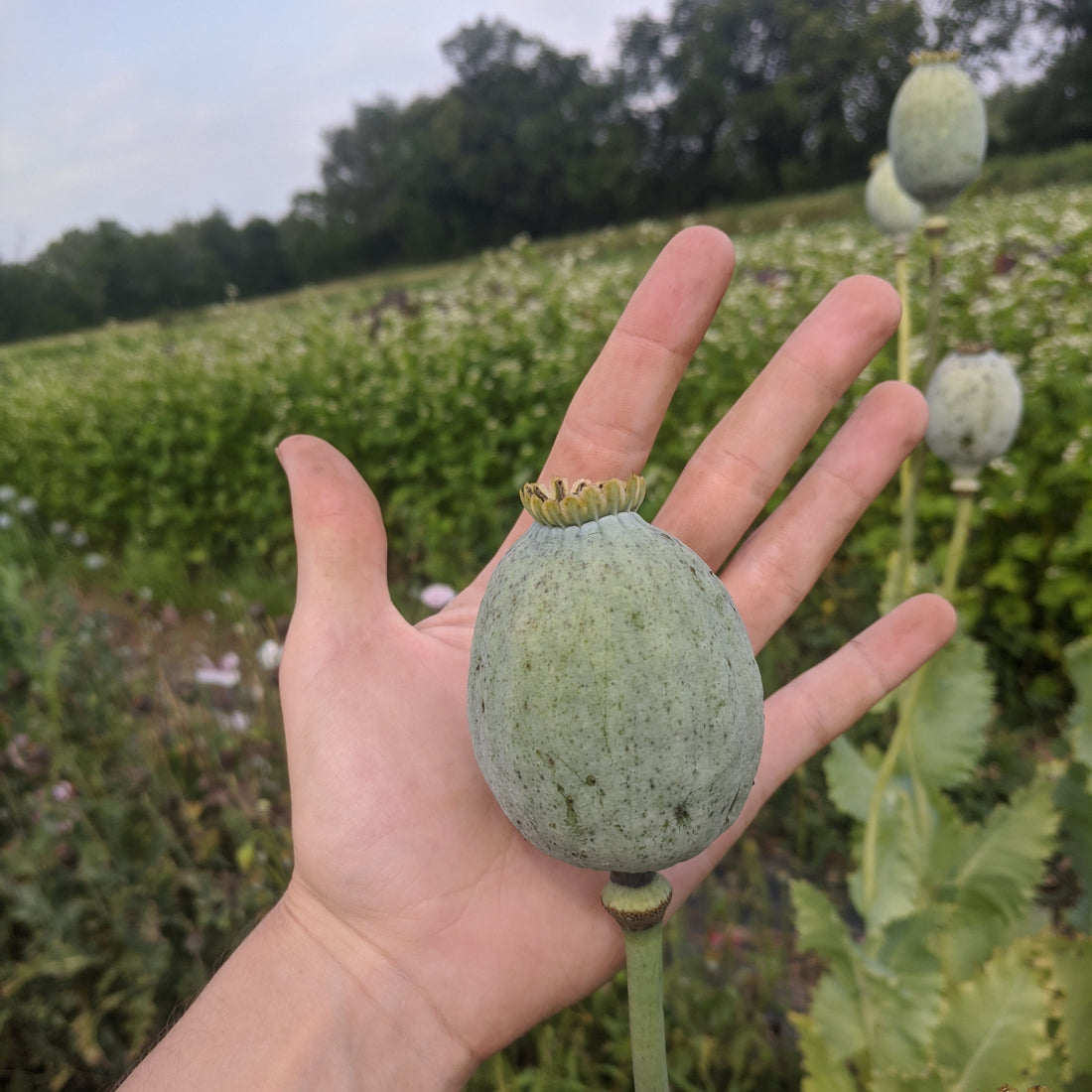 QIS® Bowling Ball Poppy