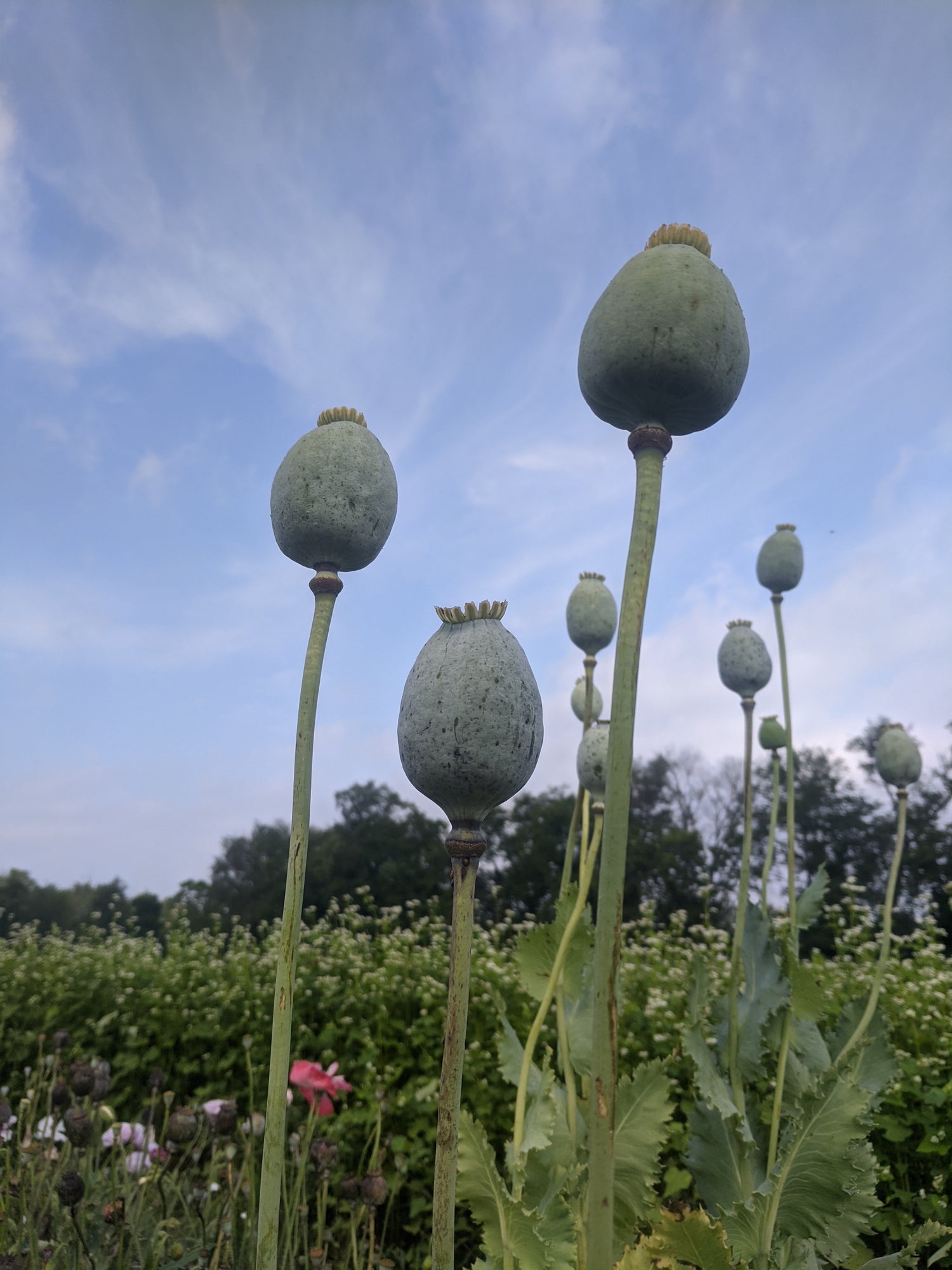 poppy plants seeds QIS® Bowling Ball Poppy