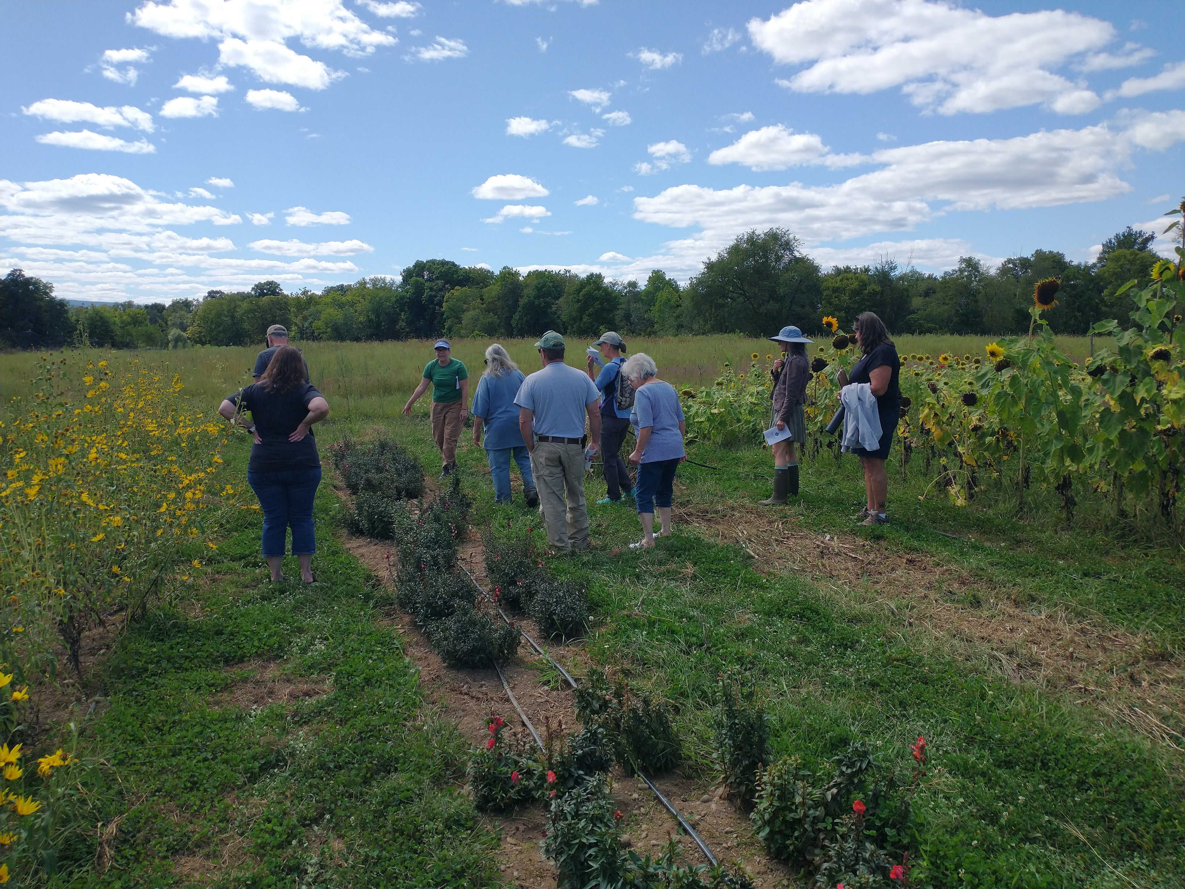 Tomato Fest! - Sat 9/5 - 1PM to 4PM