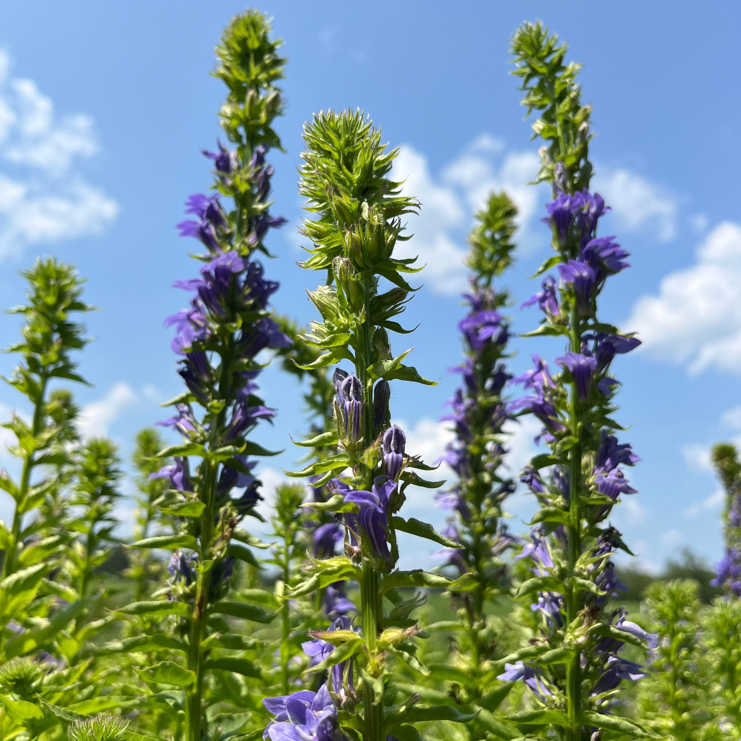 Great Blue Lobelia - PollinateHV Local Ecotype