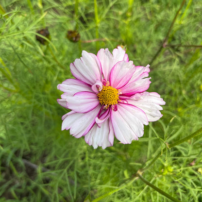 Double Click Cosmos