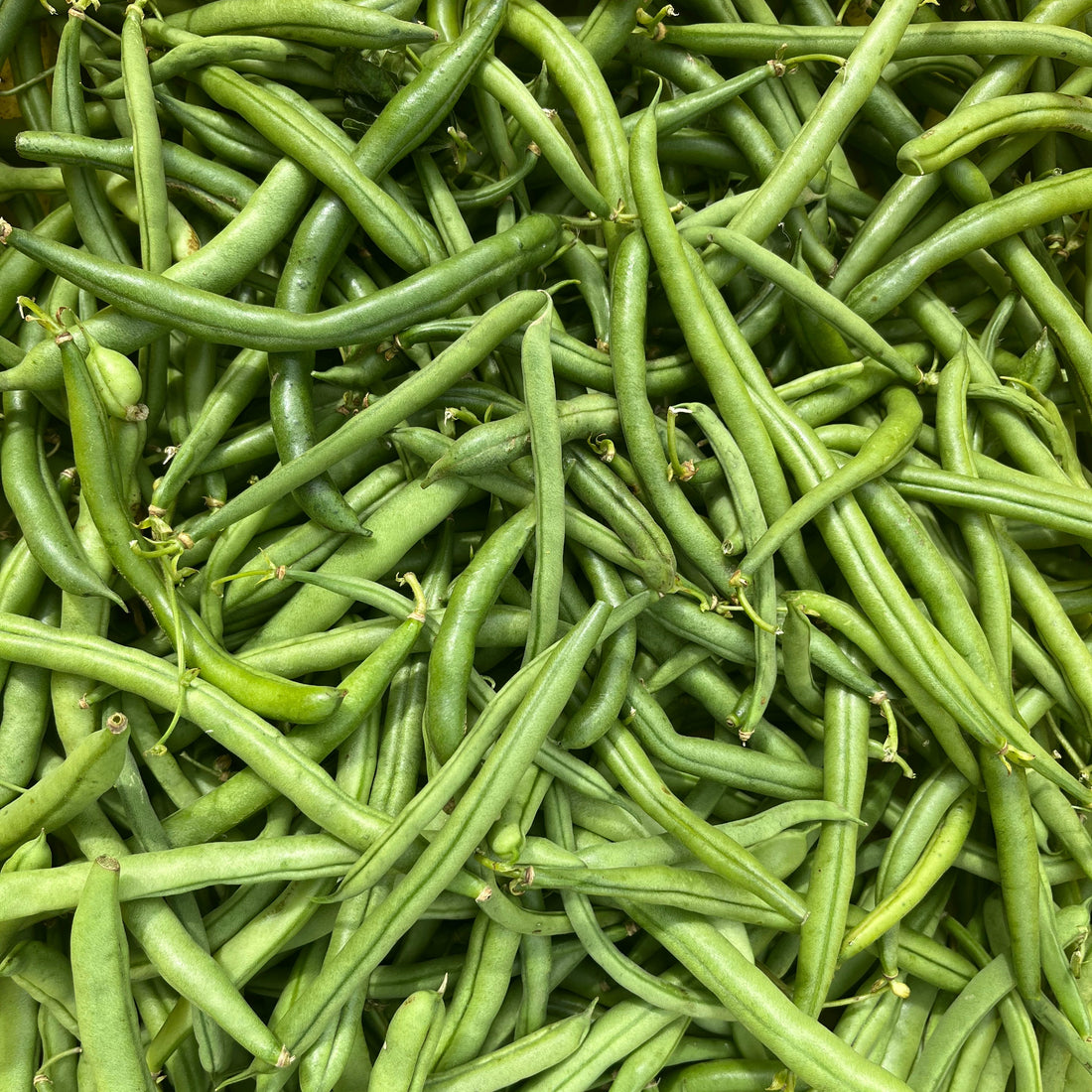 Blue Lake FM-1K Pole Bean Seedlings