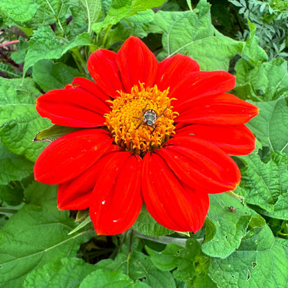 Torch Tithonia