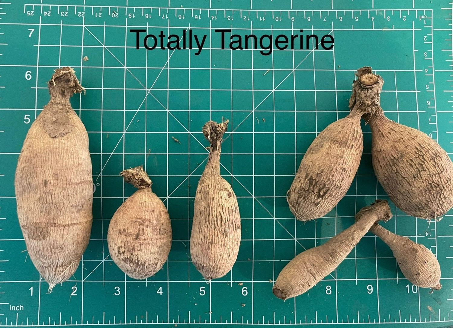 Totally Tangerine Dahila Tuber