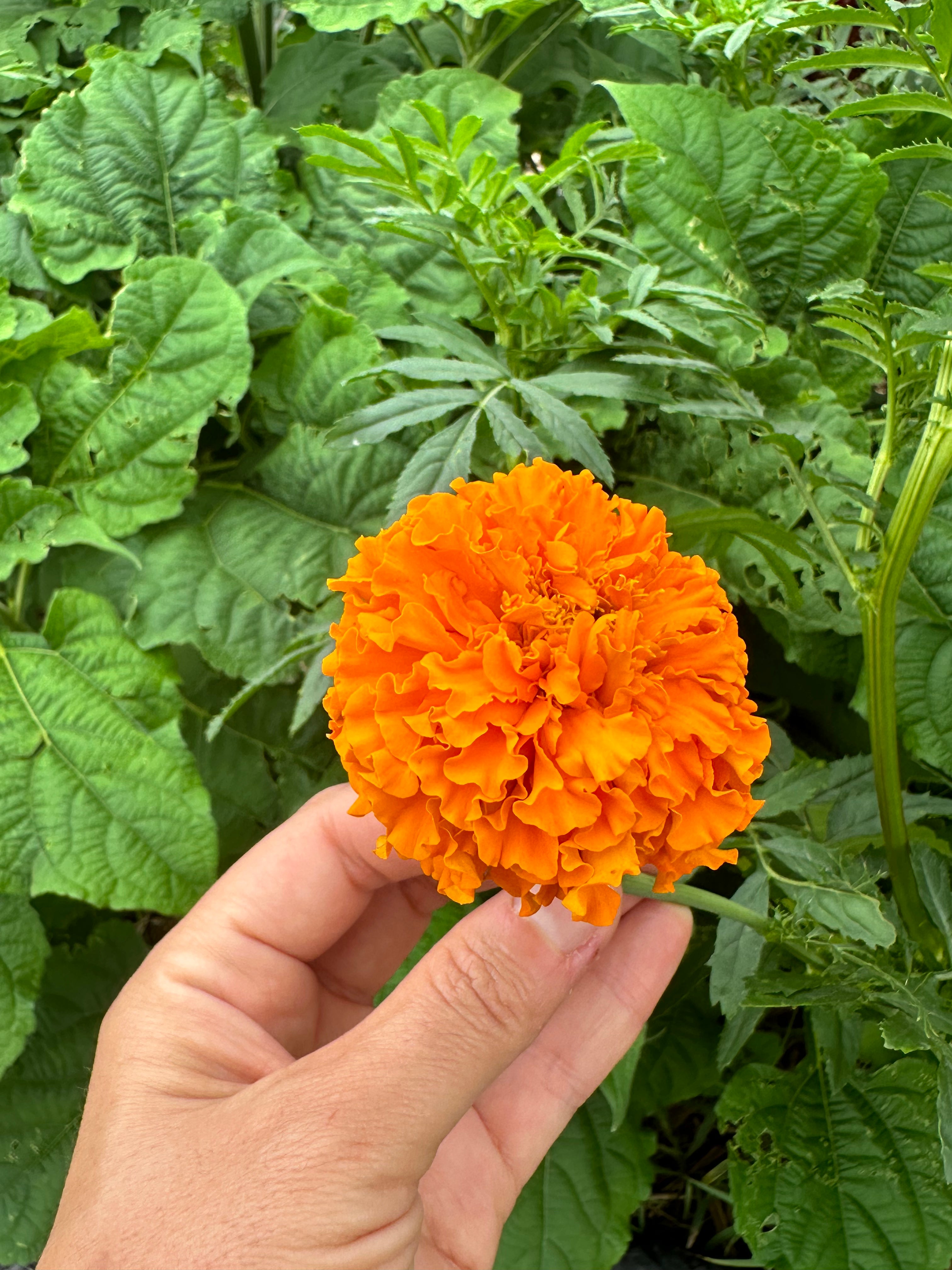 Crackerjack Mix African Marigold